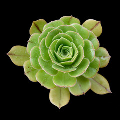 Close up of succulent one a dark background