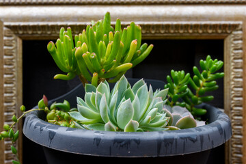 Close up of succulent one a dark background
