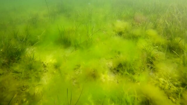 Sea bottom covered with Green algae (Cladophora sp), Green bait weed (Ulva intestinalis), Red Hornweed (Ceramium virgatum) and Dwarf Eelgrass (Zostera noltii) covered seafloor