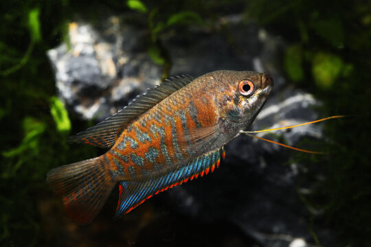 Banded gourami (Trichogaster fasciata) fish swimming in aquarium