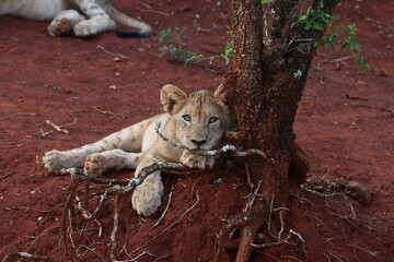 lion cub