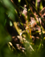 ruddy darters among plants