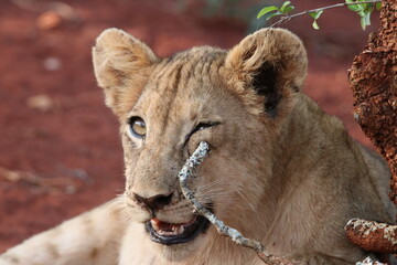 lion cub poking its eye with a stick