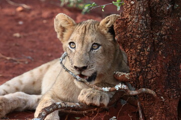 portrait of a lion cub