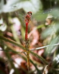 two ruddy darters among plants