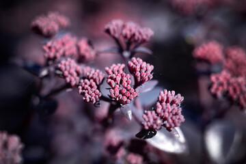 purple sedum close up