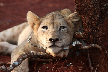 lion cub laying on a branch