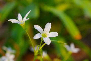  Jasmine flowers in the green garden