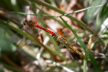 two ruddy darters among plants