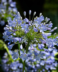 agapanthus flower head