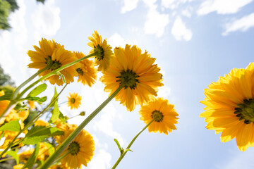 looking up at yellow daisy flowers with blue sky