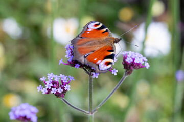 peacock butterfly on verbena flower