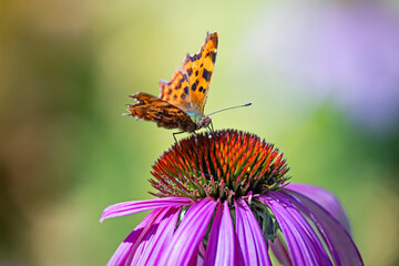 comma butterfly on  echinacea flower