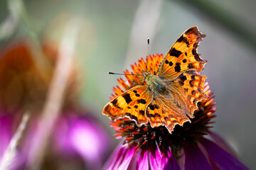 comma butterfly on  echinacea flower