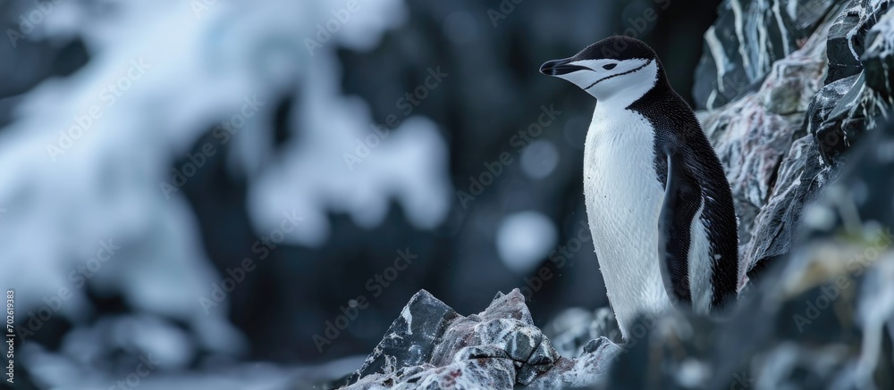 Poster Antarctic chinstrap penguin at Half Moon Island.