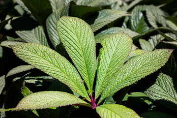 green leaves in the garden