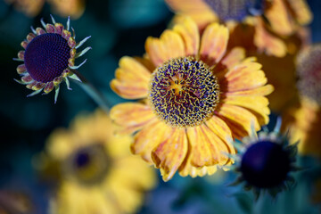 seneezeweed, yellow and black flowers