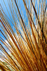 bronze grass against blue sky 