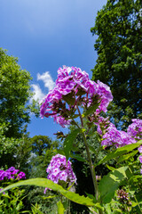 garden view of phlox flowers with trees in background