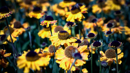 group of  seneezeweed, yellow and black flowers