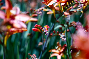  red crocosmia flowers 