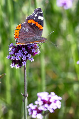 red admiral butterfly on verbena  flower