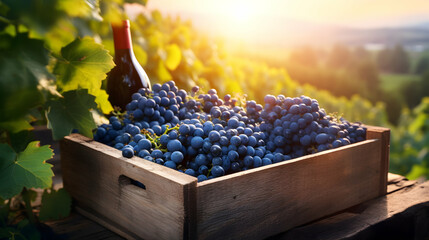 Blue vine grapes harvested in a wooden box with vineyard and sunshine in the background. Natural...