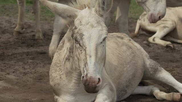 White donkey (Barockesel) rolling in sand. (Slow Motion - 4K)
