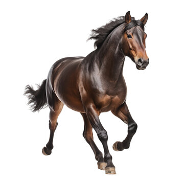 Transparent PNG - Trotting Bay Horse 