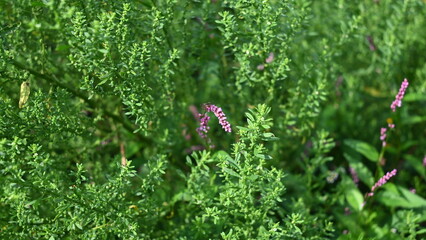 Persicaria orientalis flowers or known as smartweed flowers among the green foliage