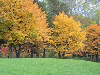 The beautiful trees and leaves turn yellow in season in Nakajima Park. Sapporo, Hokkaido, Japan. - 702626505