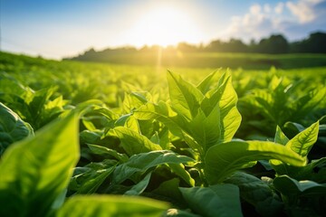 A field of tobacco basks in the warm morning glow, signifying a new day of growth