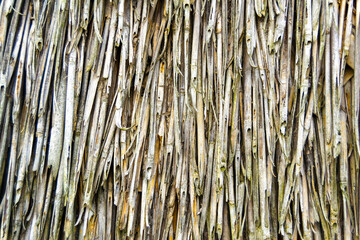 A close-up image of a reed. Reed stalks are placed next to each other. Horizontal image.