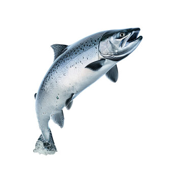 Atlantic Salmon Jump Pose