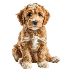 Cute young Cobberdog aka Labradoodle dog puppy. Sitting up side ways. Looking towards camera. isolated on a white background
