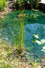 Ecosystème et zone humide - création d'une mare entourée de plantes dans un jardin naturel
