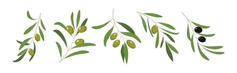 Green and Black Olive Twigs with Leaves Vector Set