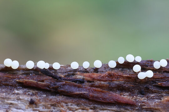 Physarum leucophaeum, slime mold from Finland, no common English name