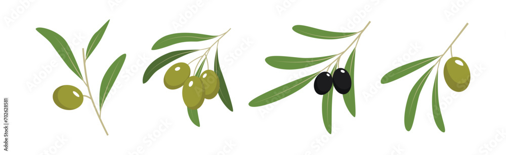 Wall mural green and black olive twigs with leaves vector set