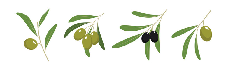 Green and Black Olive Twigs with Leaves Vector Set