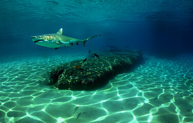 a shark on a reef in the Caribbean Sea