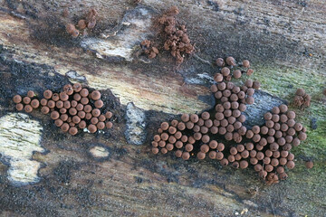 Enerthenema papillatum, a slime mold from Finland, no common English name
