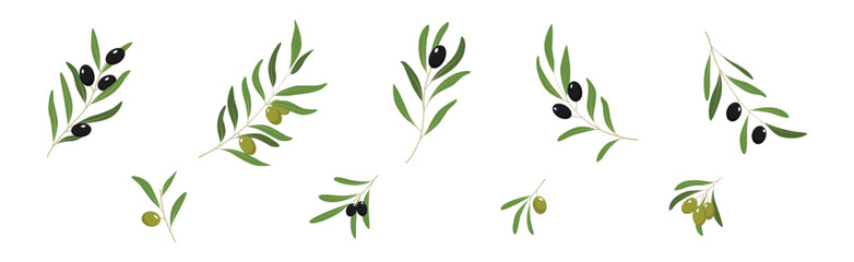 Green and Black Olive Twigs with Leaves Vector Set