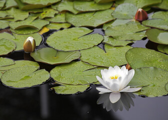 Charming pond with a blossoming white lily