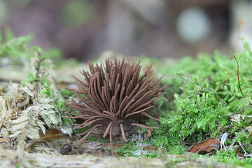 Chocolate tube slime mold, Stemonitis axifera,   myxomycete from Finland