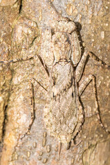 Praying mantis camouflages itself to match the texture of tree bark.
