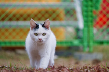 工事現場でこっちに向かって歩いてくるハチワレ柄の野良の子猫 © AnagoSagari