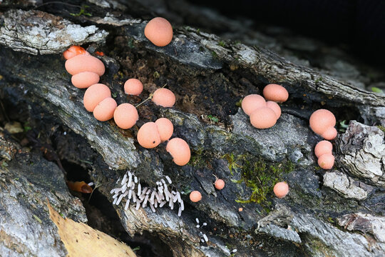Red Wolf's milk and white immature Stemonitopsis typhina,  slime molds from Finland