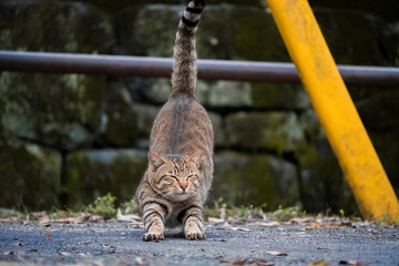 公園で伸びをするキジトラ柄の野良猫