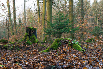 Buchenmischwald, Forst Marburg, bemooste alte Baumstümpfe verwittern im Laub